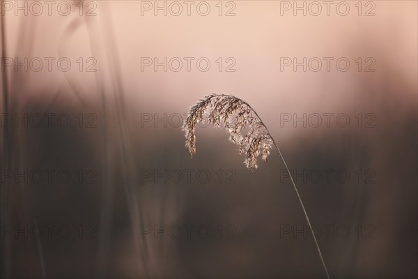 Common reed (Phragmites australis) at sunset