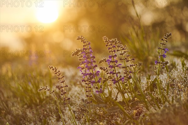 Meadow clary (Salvia pratensis) blooming in a meadow