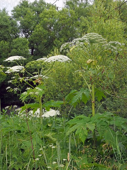 Giant hogweed (Heracleum mantegazzianum)