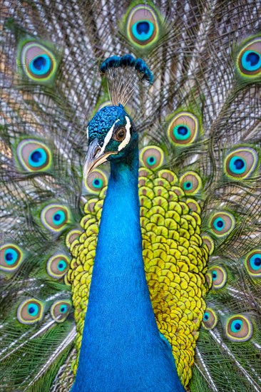 Peacock Indian peafowl (Pavo cristatus) beats wheel