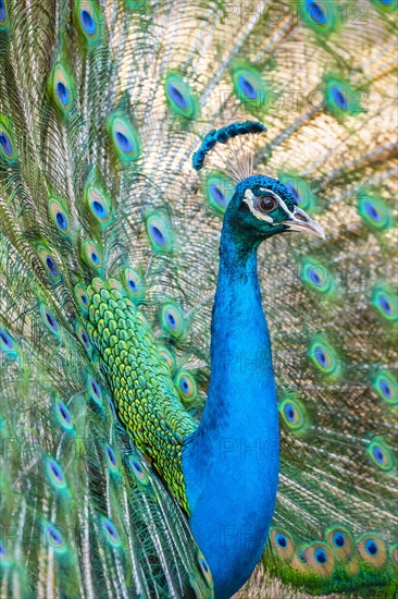 Peacock Indian peafowl (Pavo cristatus) beats wheel