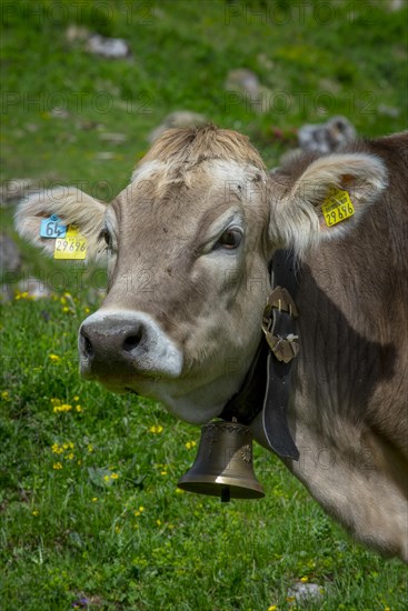 Tyrolean grey cattle on a pasture