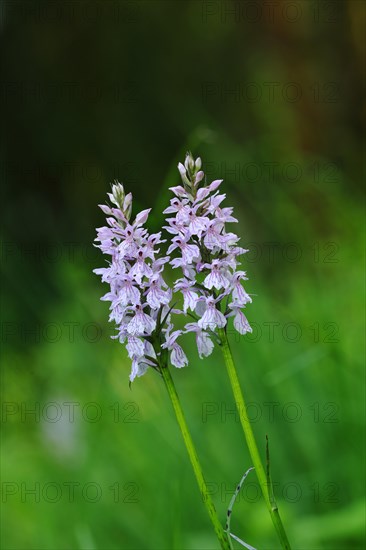 Moorland spotted orchid (Dactylorhiza maculata)