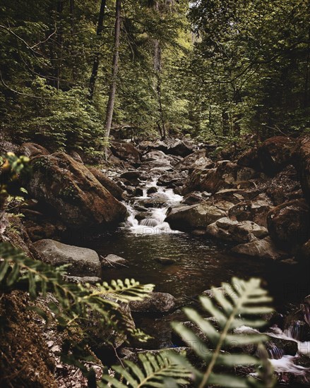 Fern and waterfall of stream in forest near Ilsetal