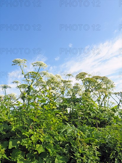 Giant hogweed (Heracleum mantegazzianum)