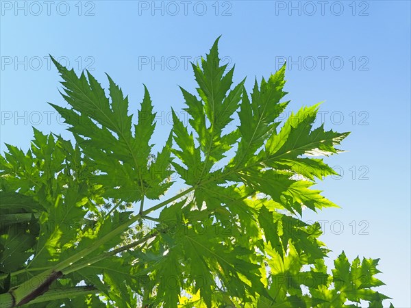 Giant hogweed (Heracleum mantegazzianum)