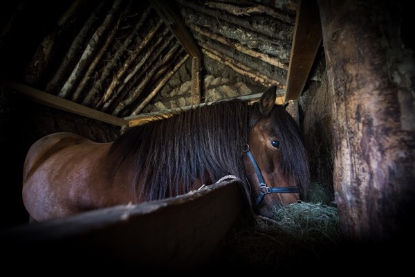 Icelandic horse (Equus islandicus) in horse stable in original peat construction