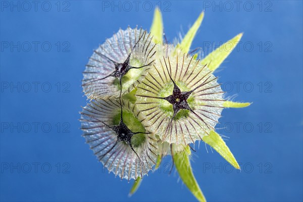 Star sphere (Scabiosa stellata)