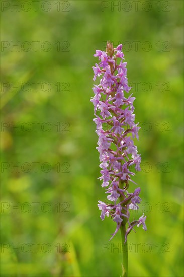 Fragrant orchid (Gymnadenia conopsea)