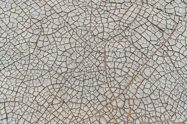 Cracks in the clay soil form mosaic-like structure