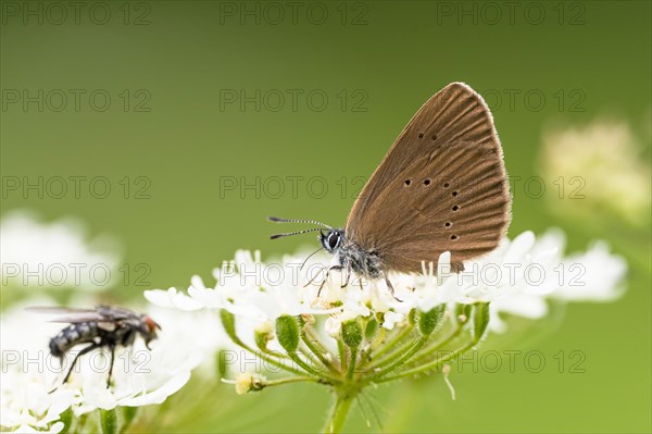 Dusky large blue (Glaucopsyche nausithous) on common Common yarrow (Achillea millefolium)