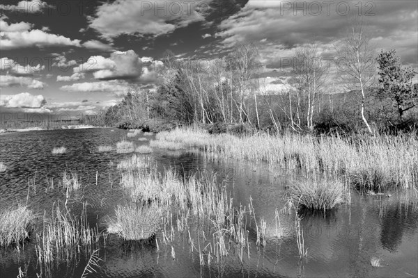 Pond with pond rushes (Schoenoplectus lacustris) in mire landscape