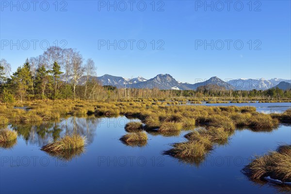 Water surface in moor landscape with birches Downy birch (Betula pubescens) and pines Scots (Pinus sylvestris) pine