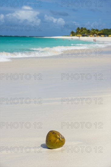 Coconut on the world class Shoal Bay East beach