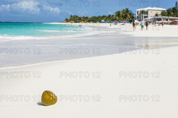 Coconut on the world class Shoal Bay East beach