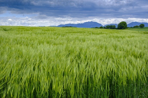 Cereal fields in front of the Benediktenwand