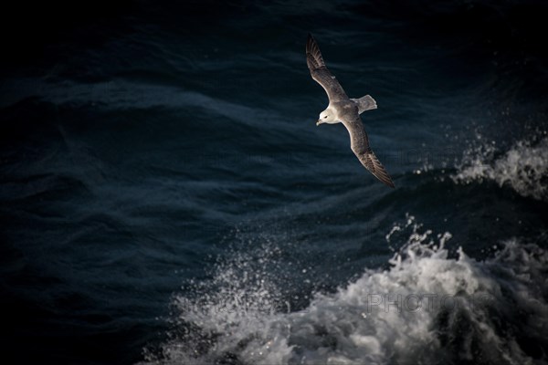 Northern fulmar (Fulmarus glacialis) in flight