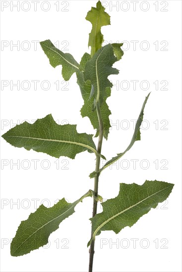 Leaves of Lettuce shark (Cucullia lactucae) on white background