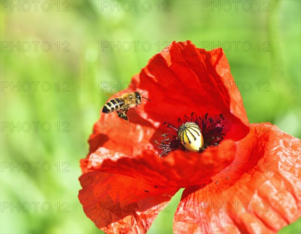 Western honey bee Carniolan Honeybee (Apis mellifera carnica) in flight over poppy blossom poppy flower (Papaver rhoeas)