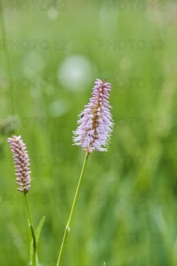 Common bistort or European bistort (Bistorta officinalis) blooming on a medaow