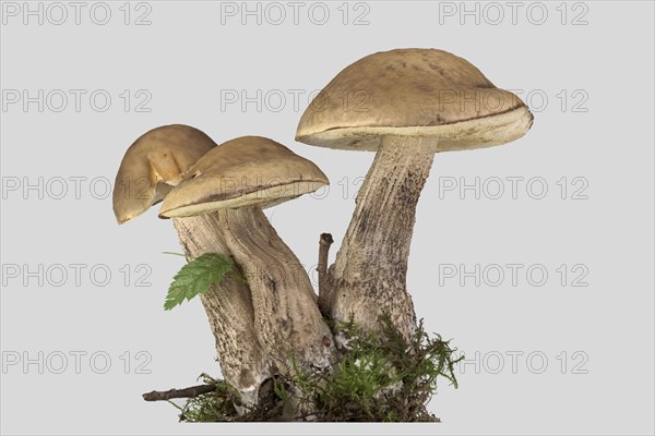 Leccinum griseum (Leccinellum carpini)