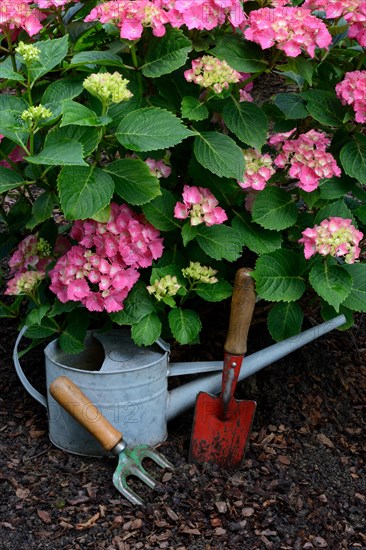 Garden tools and flowering hydrangeas