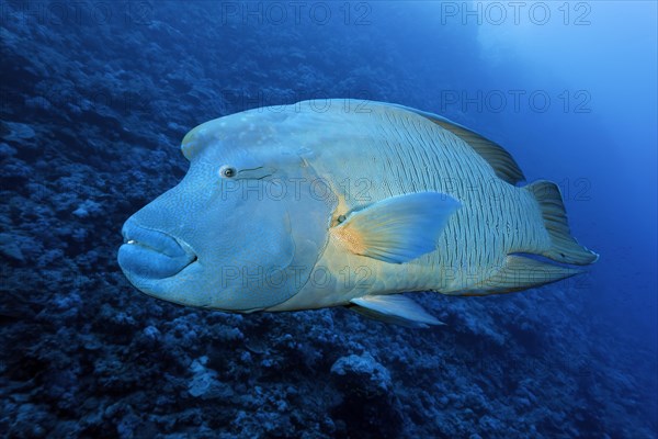 Humphead Wrasse (Cheilinus undulatus) Red Sea