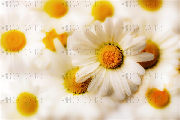 Shasta daisy (Leucanthemum maximum)