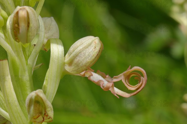 Lizard orchid (Himantoglossum hircinum)