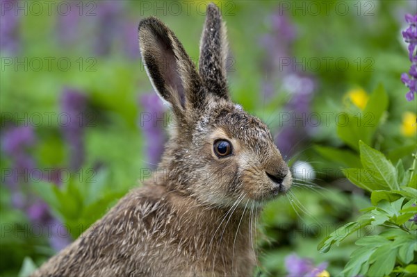 Young brown hare (Lepus europaeus) with hollow larkspur