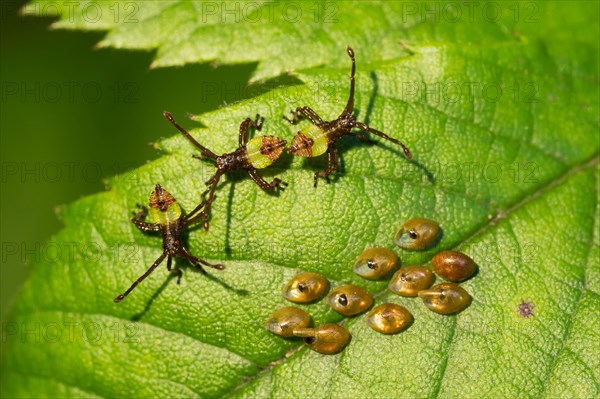 Box bug (Gonocerus acuteangulatus)