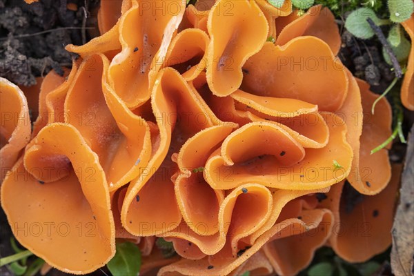 Orange Peel Fungus (Aleuria aurantia)