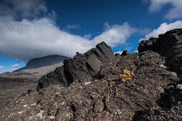 Solidified lava