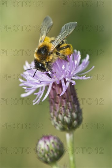 Honey bee (Apis mellifera)