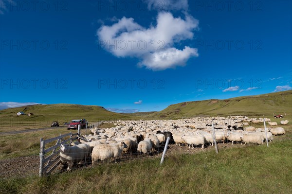 Domestic sheep (Ovis aries)