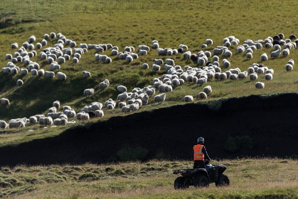 Domestic sheep (Ovis aries)