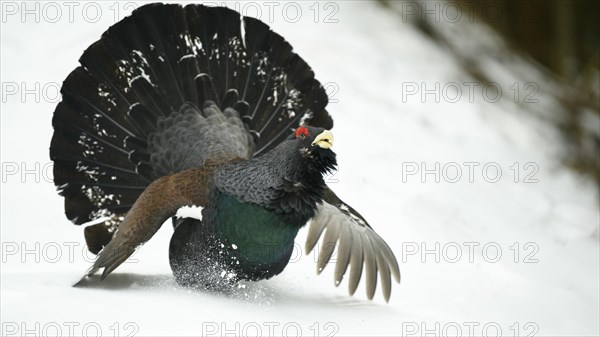 Western capercaillie (Tetrao urogallus)