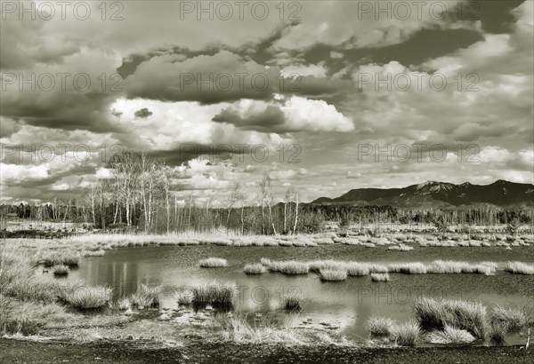 Pond with pond rushes (Schoenoplectus lacustris) in mire landscape