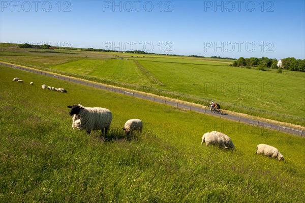 Sheep and cyclists at the dike in Utlandshoern (Leybucht)