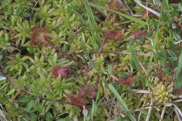 Common sundew (Drosera rotundifolia)