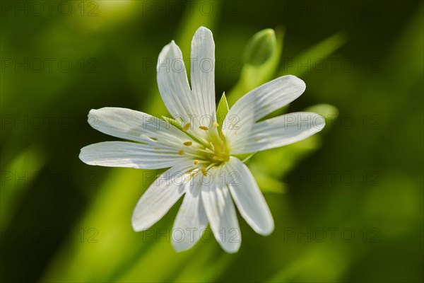 Starwort