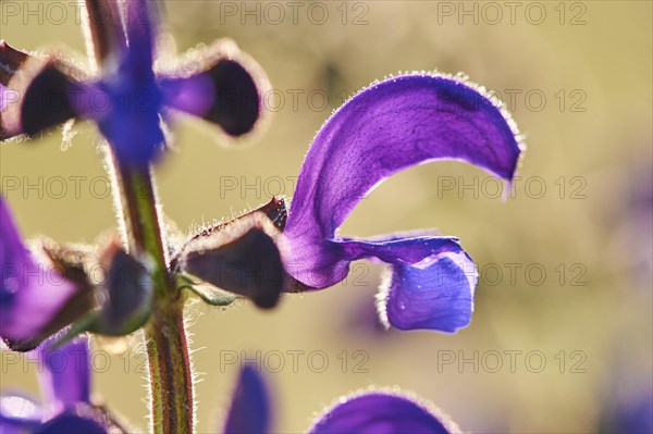 Meadow clary (Salvia pratensis) blooming in a meadow