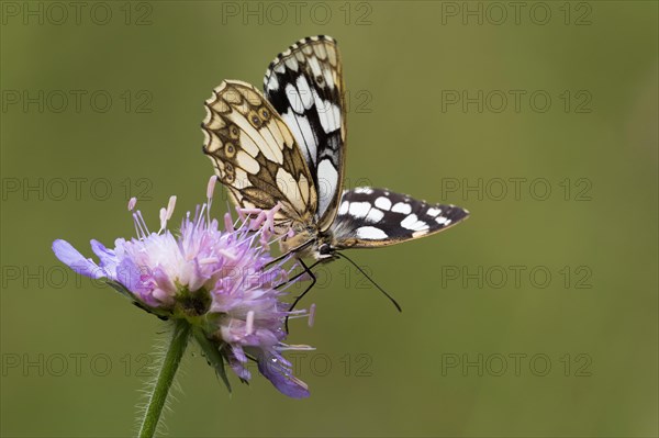 Marbled white (Melanargia galathea) on Field scabious (Knautia arvensis)