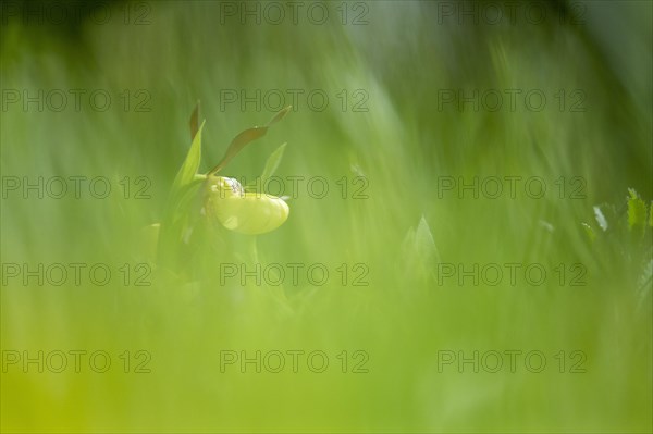 Yellow lady's slipper orchid (Cypripedium calceolus)