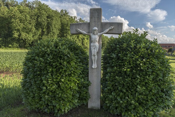 Jesus Cross between two Cherry laurel (Prunus laurocerasus)