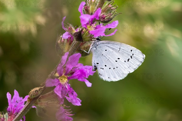 Holly Blue (Celastrina argiolus) on Purple loosestrife (Lythrum salicaria)