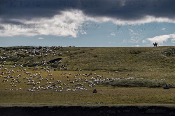 Domestic sheep (Ovis aries)