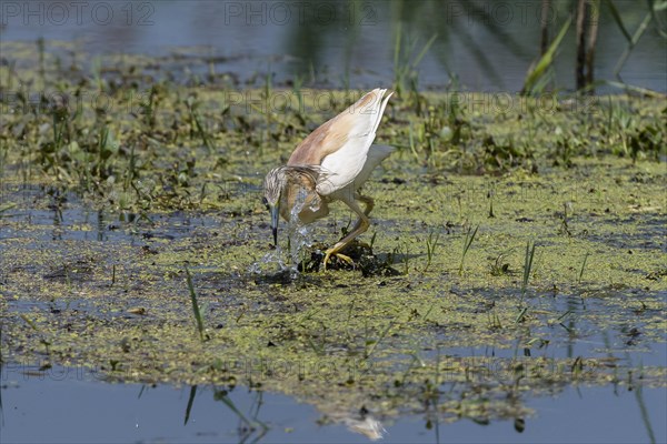 Squacco heron (Ardeola ralloides) foraging