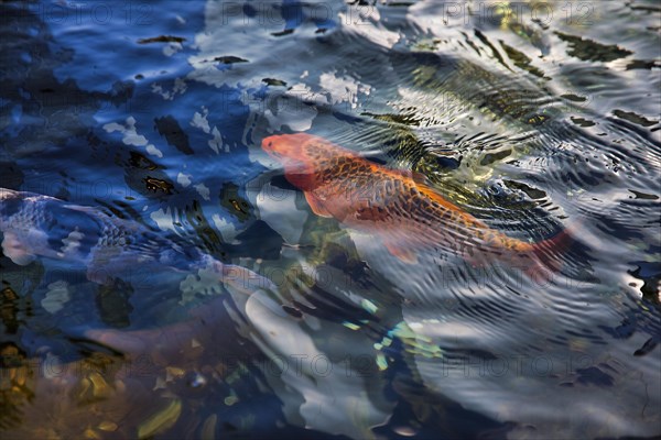 Koi carps swimming in pond