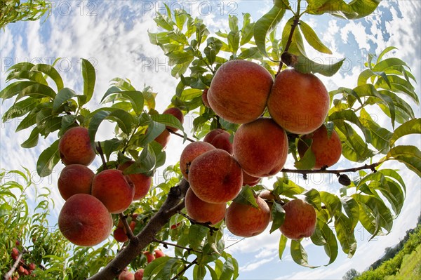 Peaches on Peach tree